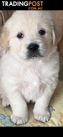 Golden Retriever Pedigree pups READY NOW