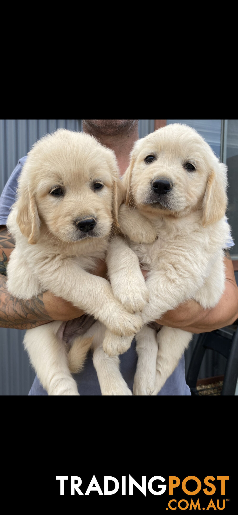 Golden Retriever Pedigree pups READY NOW