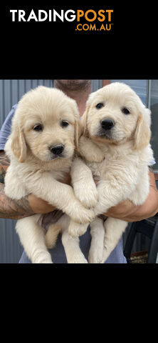 Golden Retriever Pedigree pups READY NOW