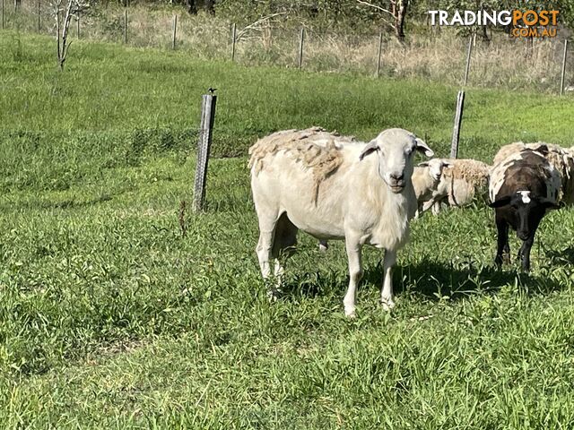 Aussie White ram