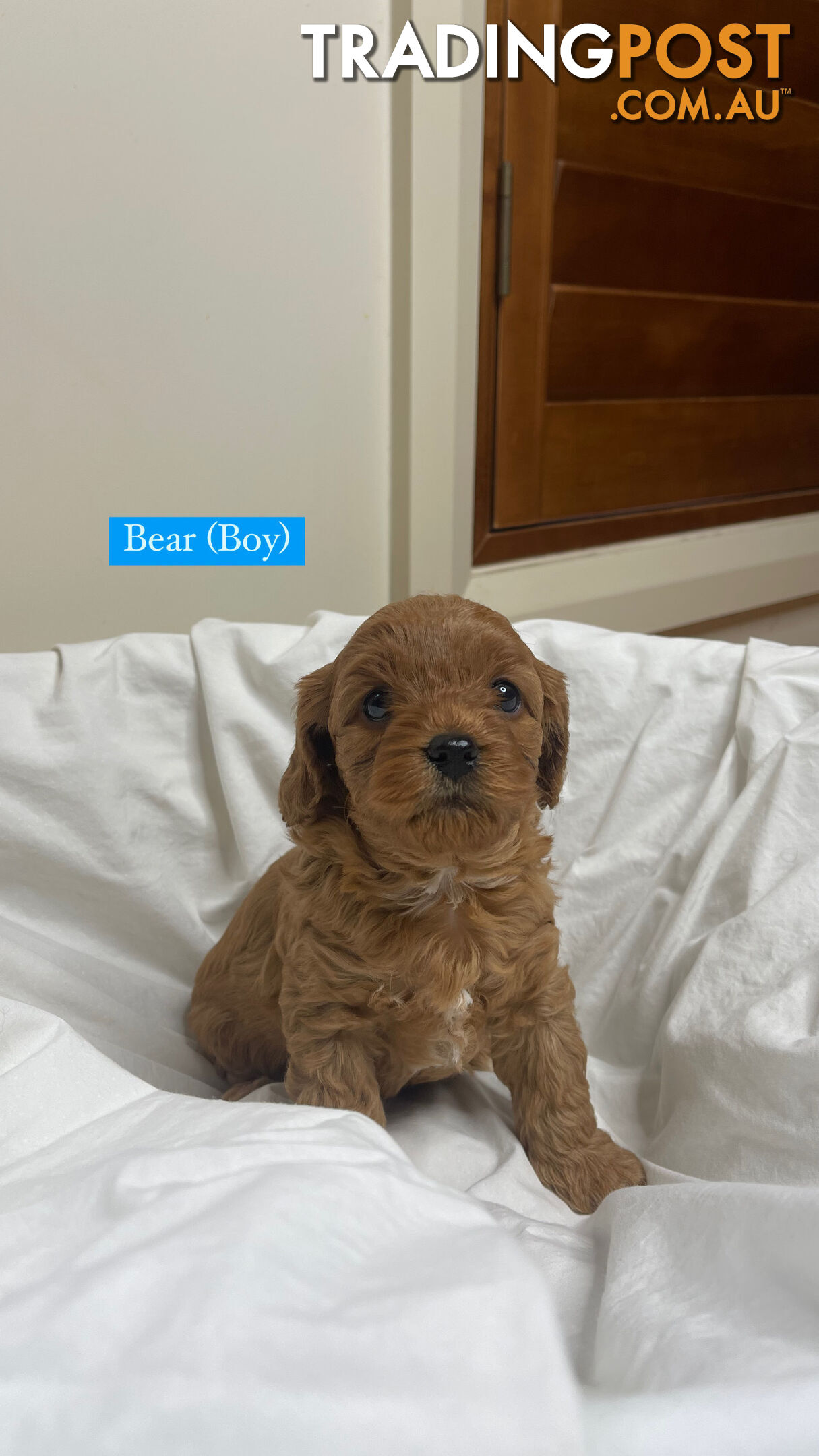 Toy cavoodle puppies for sale 2 available