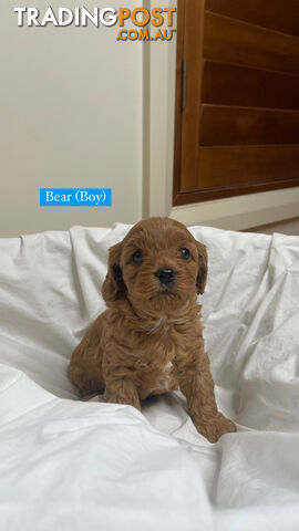 Toy cavoodle puppies for sale 2 available