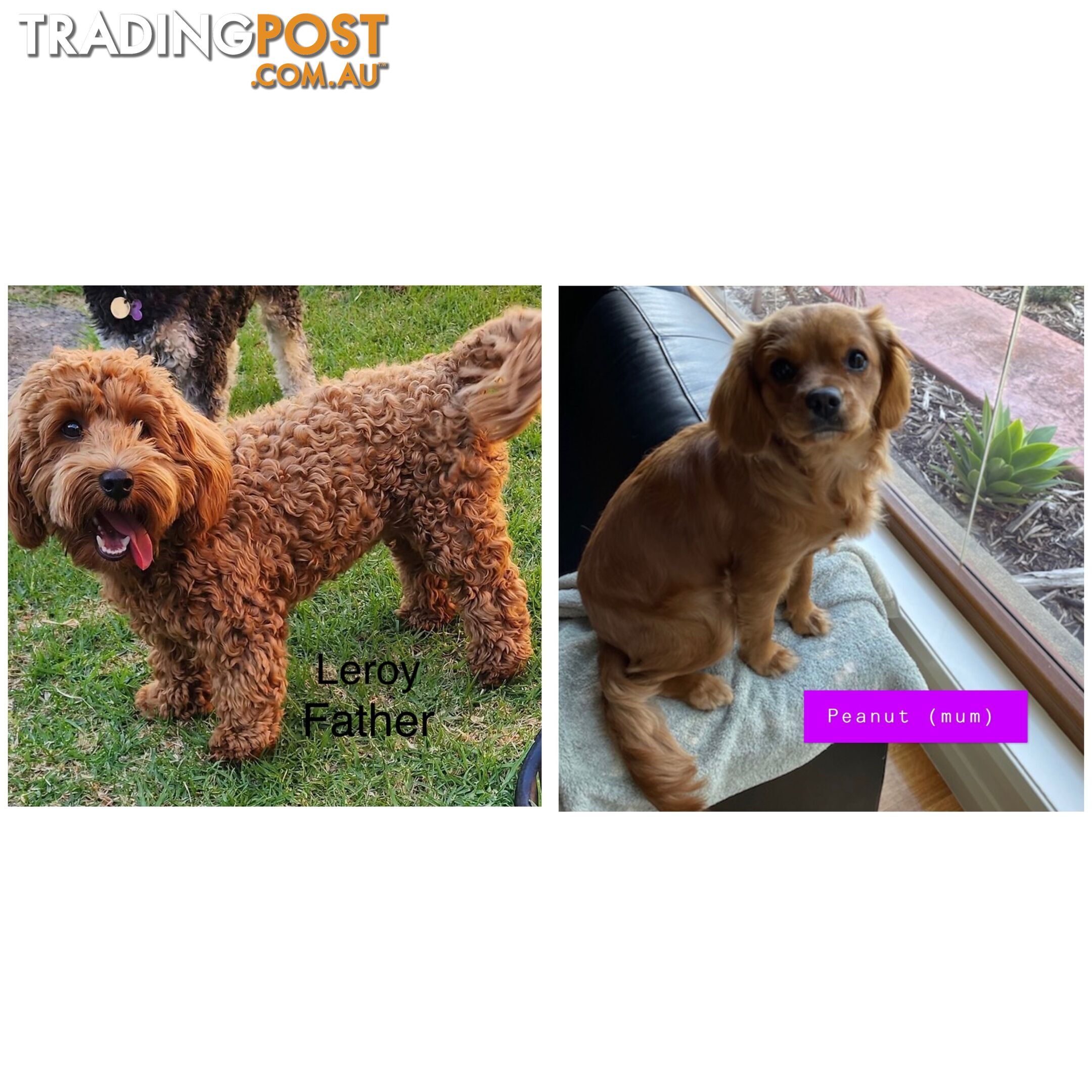 Toy cavoodle puppies for sale 2 available