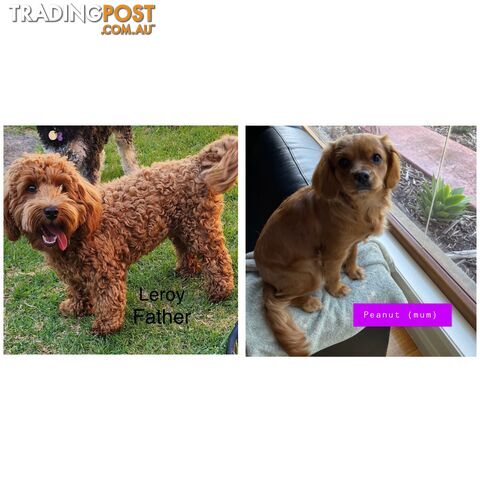 Toy cavoodle puppies for sale 2 available