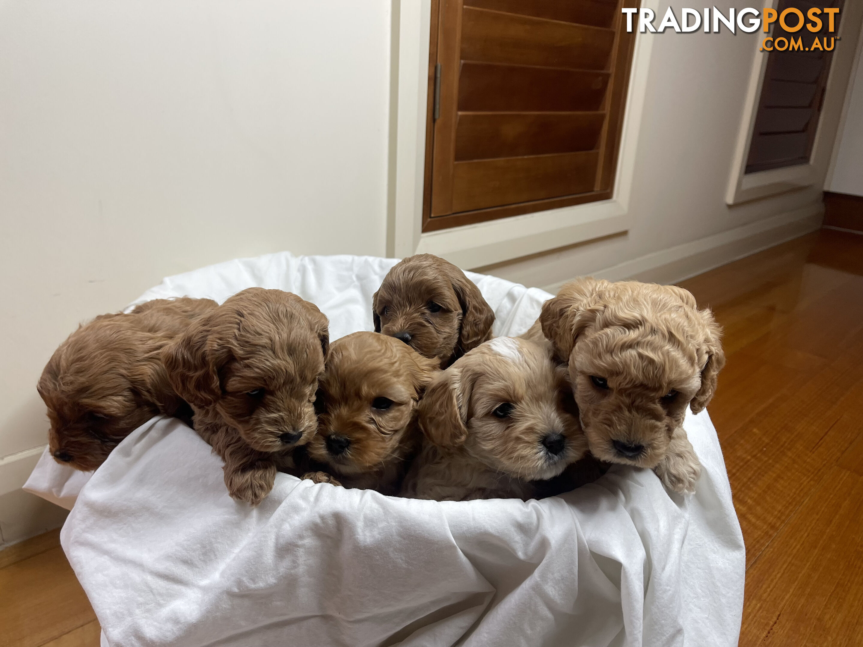 Toy cavoodle puppies for sale 2 available