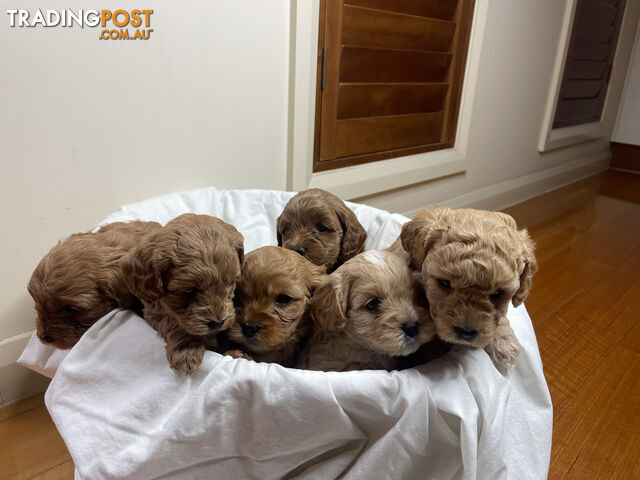 Toy cavoodle puppies for sale 5 available