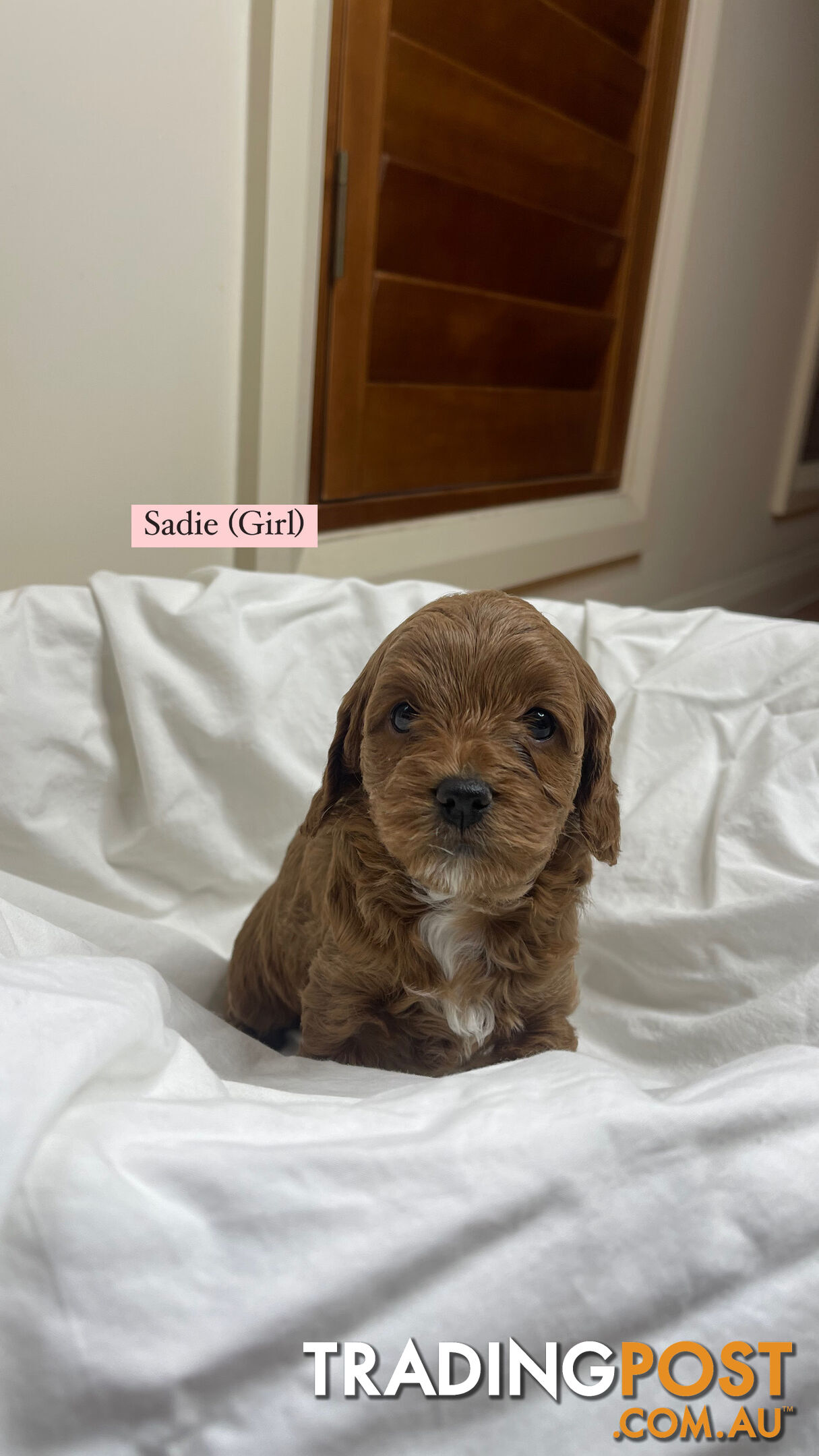 Toy cavoodle puppies for sale 2 available