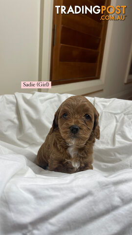 Toy cavoodle puppies for sale 2 available