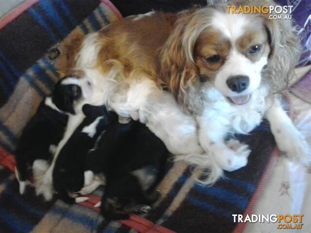 pure breed cavalier king charles pups