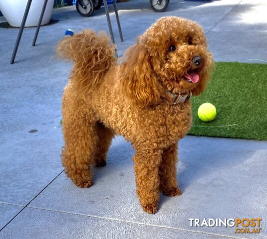 Red Toy Poodle Stud Service for Cavoodle Oodles DNA CLEAR