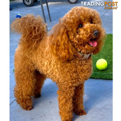 Red Toy Poodle Stud Service for Cavoodle, Oodles DNA &amp; MMVD CLEAR