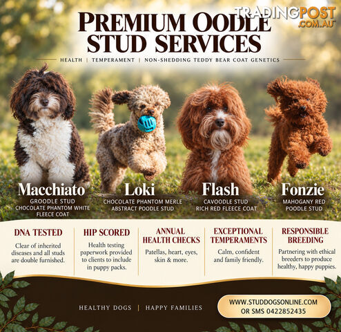 Poodle Cavoodle Groodle Oodle Stud Services Sydney