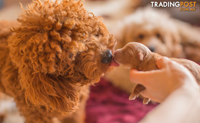 Red Toy Poodle Stud Service for Cavoodle, Oodles DNA CLEAR