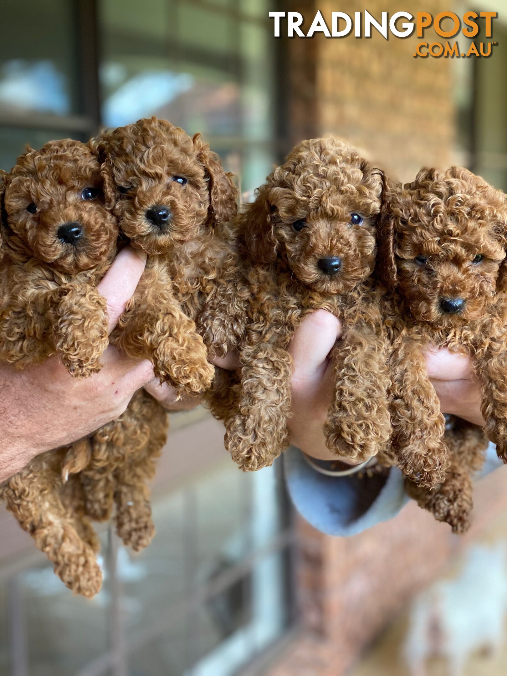 Red Toy Poodle Stud Service for Cavoodle, Oodles DNA CLEAR