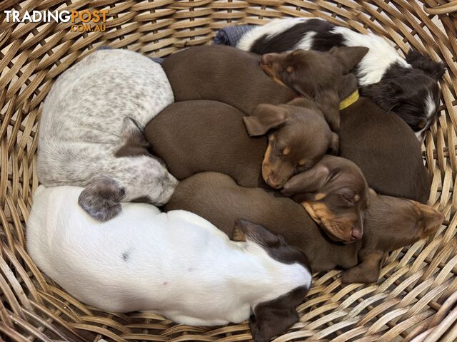 3 Female, Chocolate & Tan Pied, Miniature Dachshunds, smooth & long hair