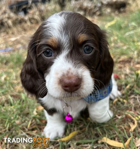 3 Female, Chocolate & Tan Pied, Miniature Dachshunds smooth &amp;amp; long hai