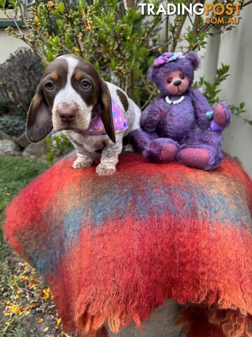 Pure Bred Chocolate Pied Miniature Dachshunds ready this weekend