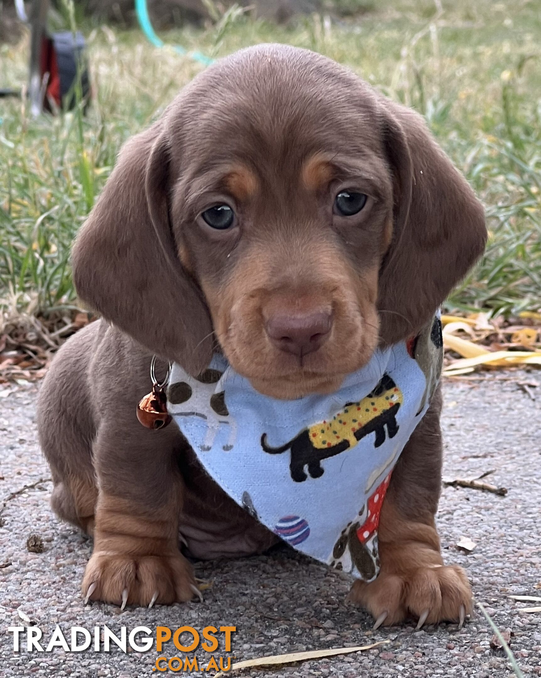 4 smooth coat, miniature Chocolate and Tan Pups for sale