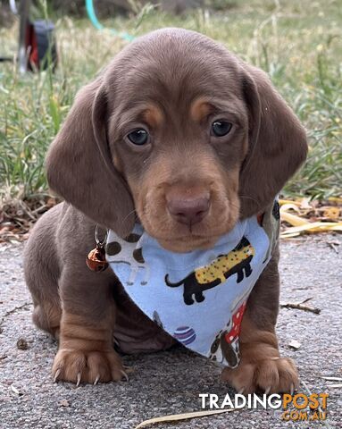 4 smooth coat, miniature Chocolate and Tan Pups for sale