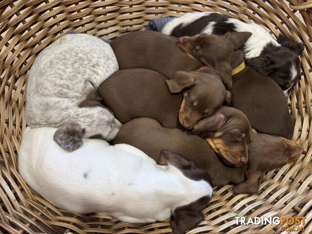 4 smooth coat, miniature Chocolate and Tan Pups for sale