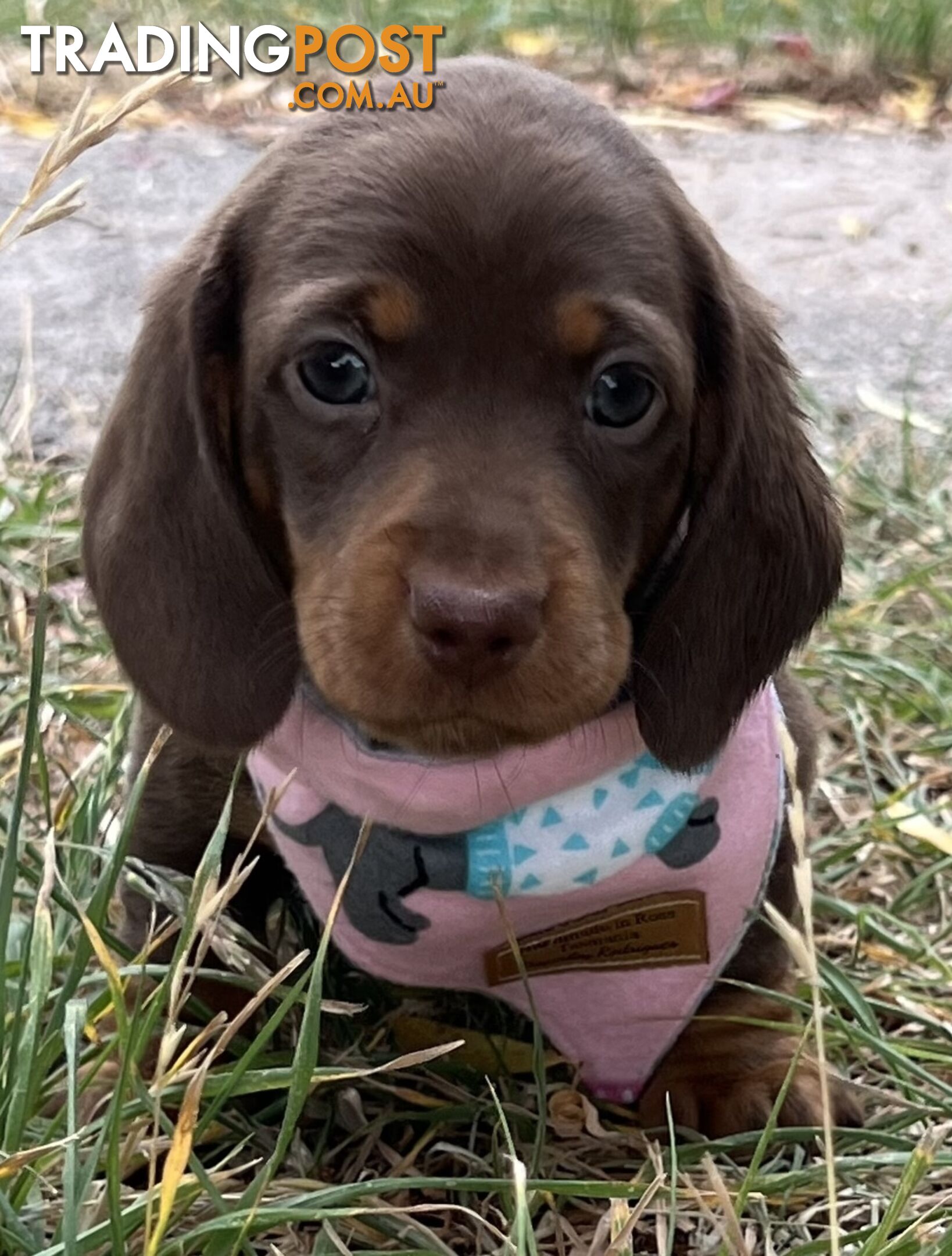 4 smooth coat, miniature Chocolate and Tan Pups for sale