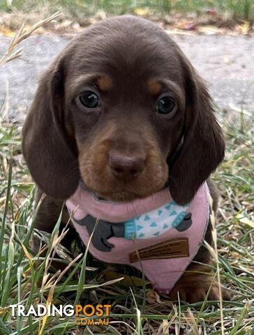 4 smooth coat, miniature Chocolate and Tan Pups for sale