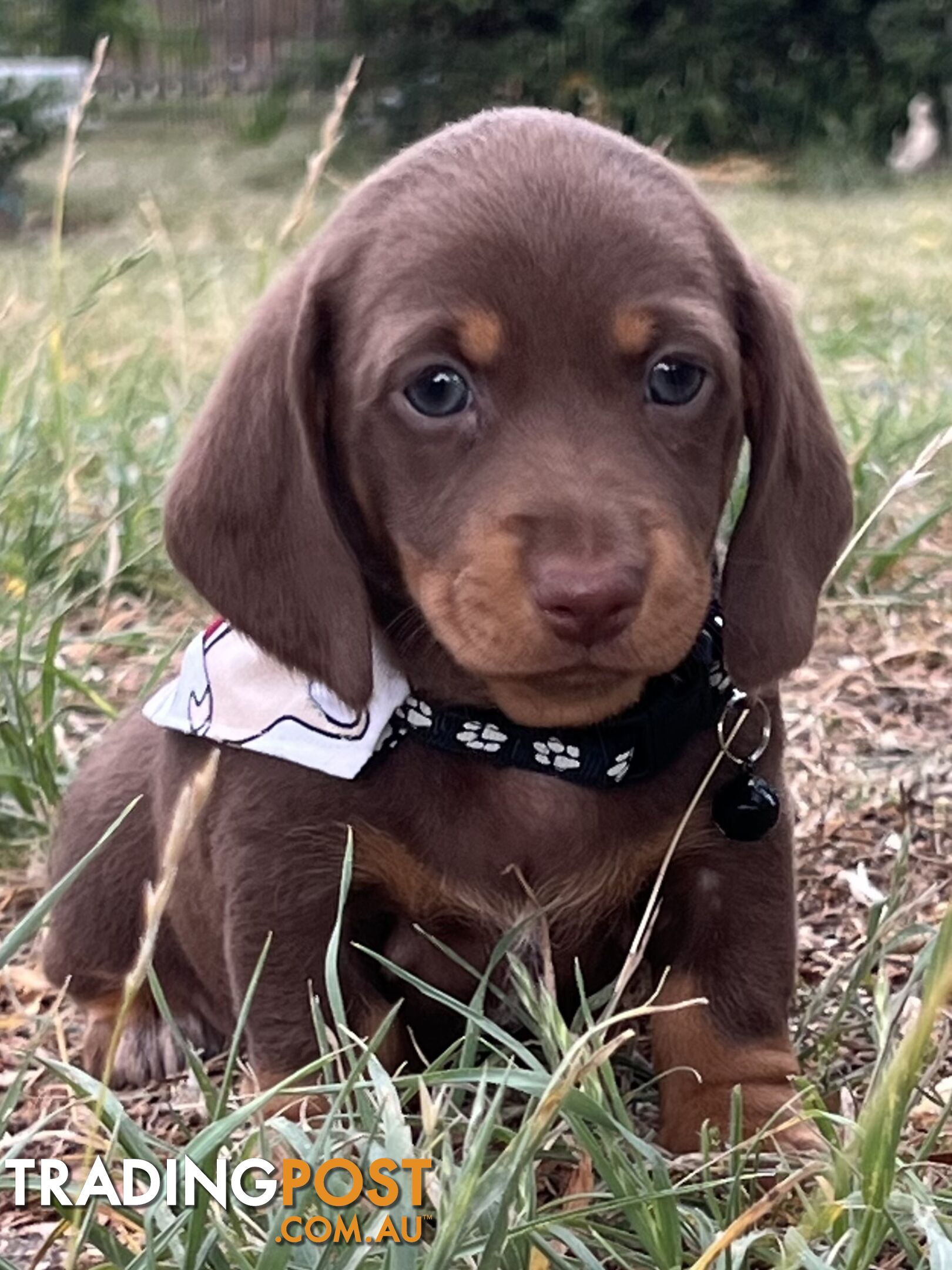 4 smooth coat, miniature Chocolate and Tan Pups for sale