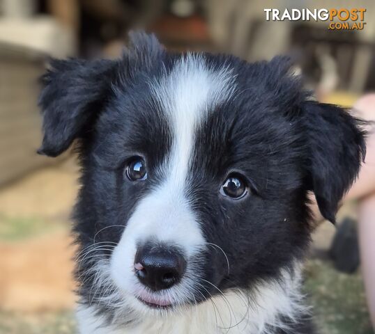 Border Collie Puppies LAST ONE