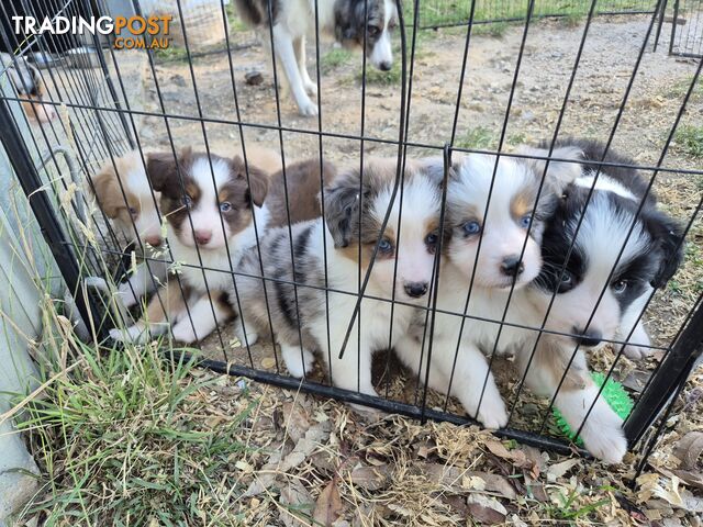 Border Collie Puppies