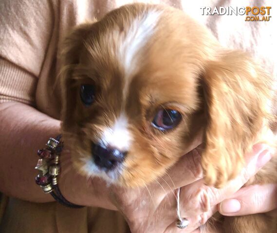 4 Beautiful Cavalier Pups