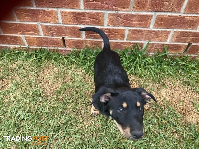 Kelpies, pure bred. 3 male, 1 female.