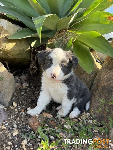 8 WEEK OLD - PUREBRED BORDER COLLIE PUPS FOR SALE