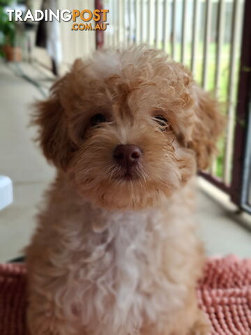 Cavoodle puppies