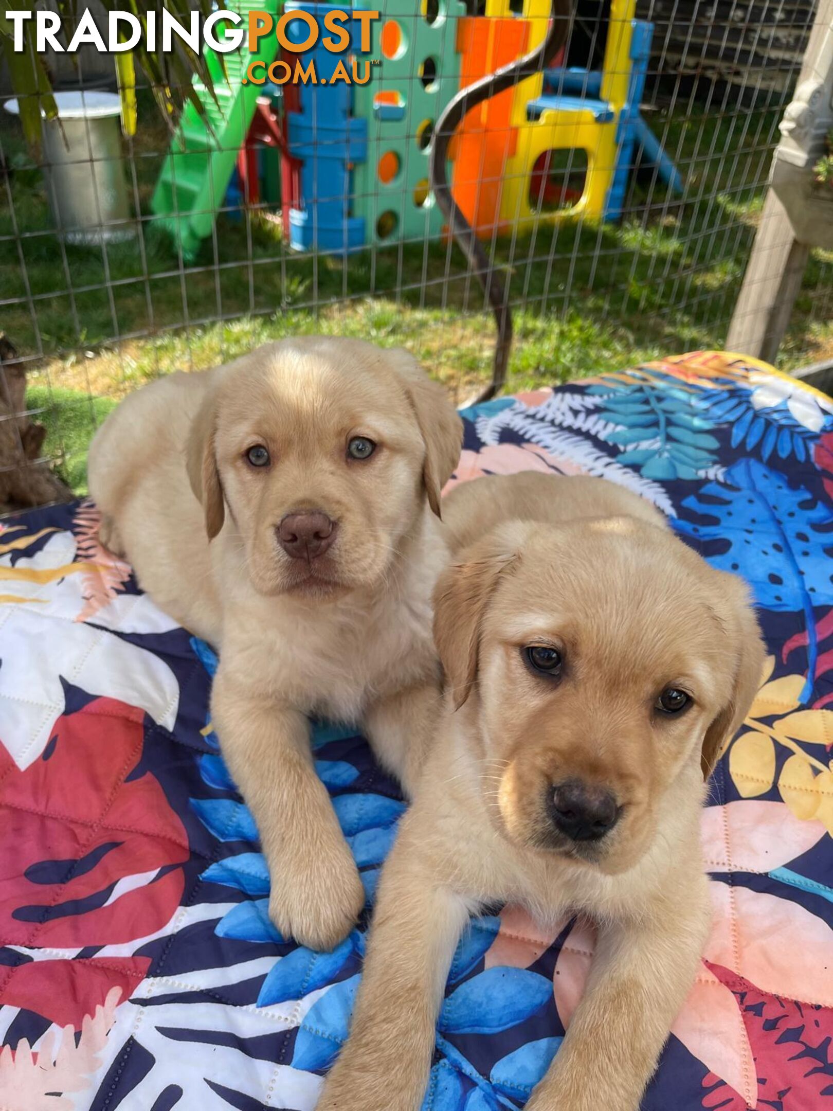 Golden retriever X Labrador