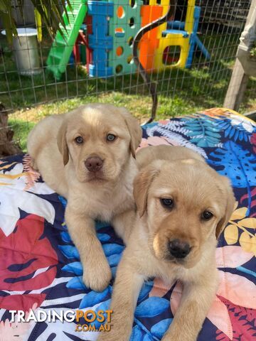 Golden retriever X Labrador