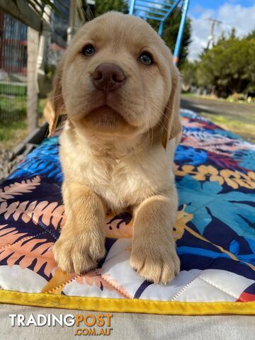 Golden retriever X Labrador