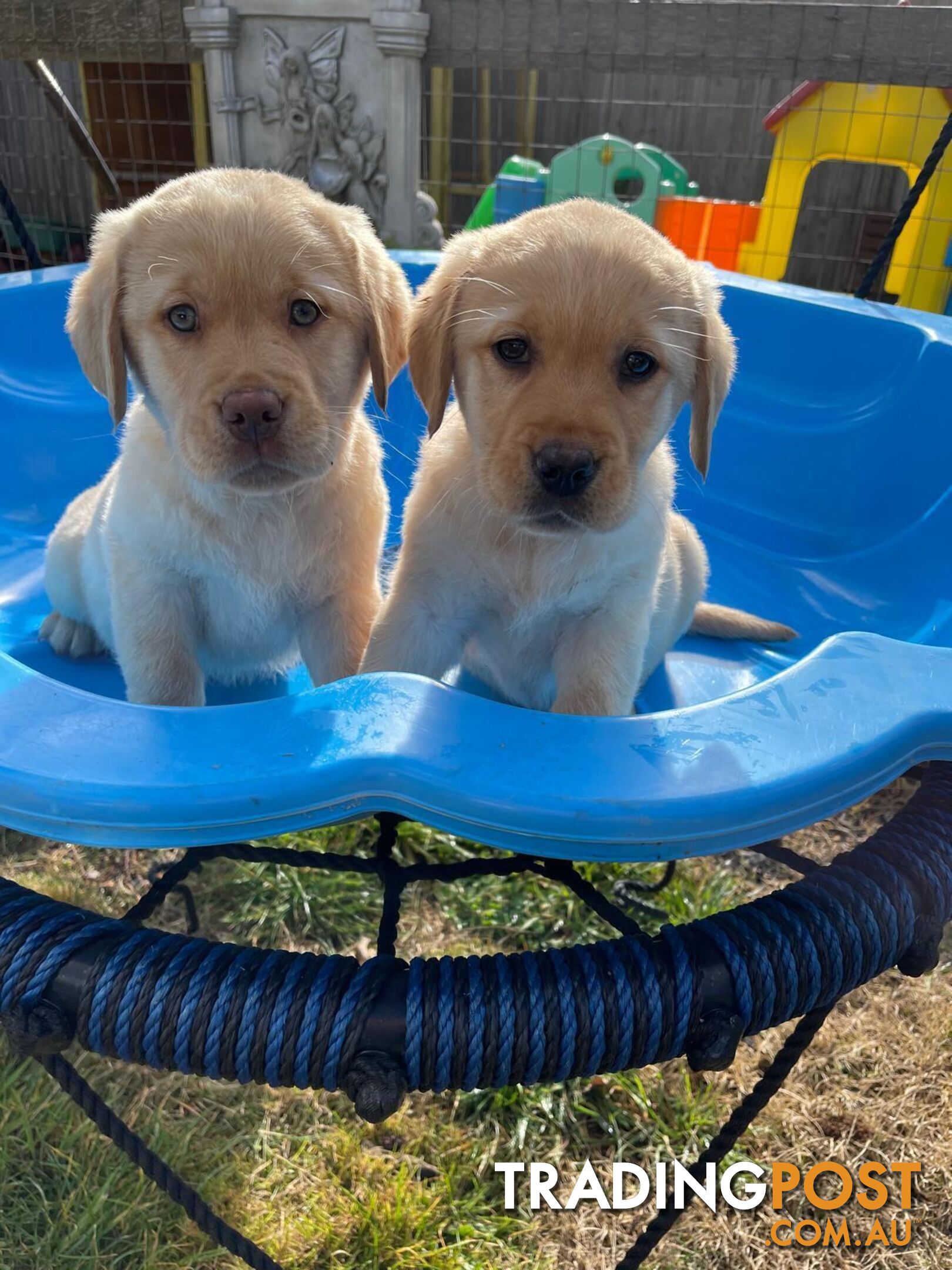 Golden retriever X Labrador