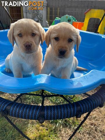 Golden retriever X Labrador