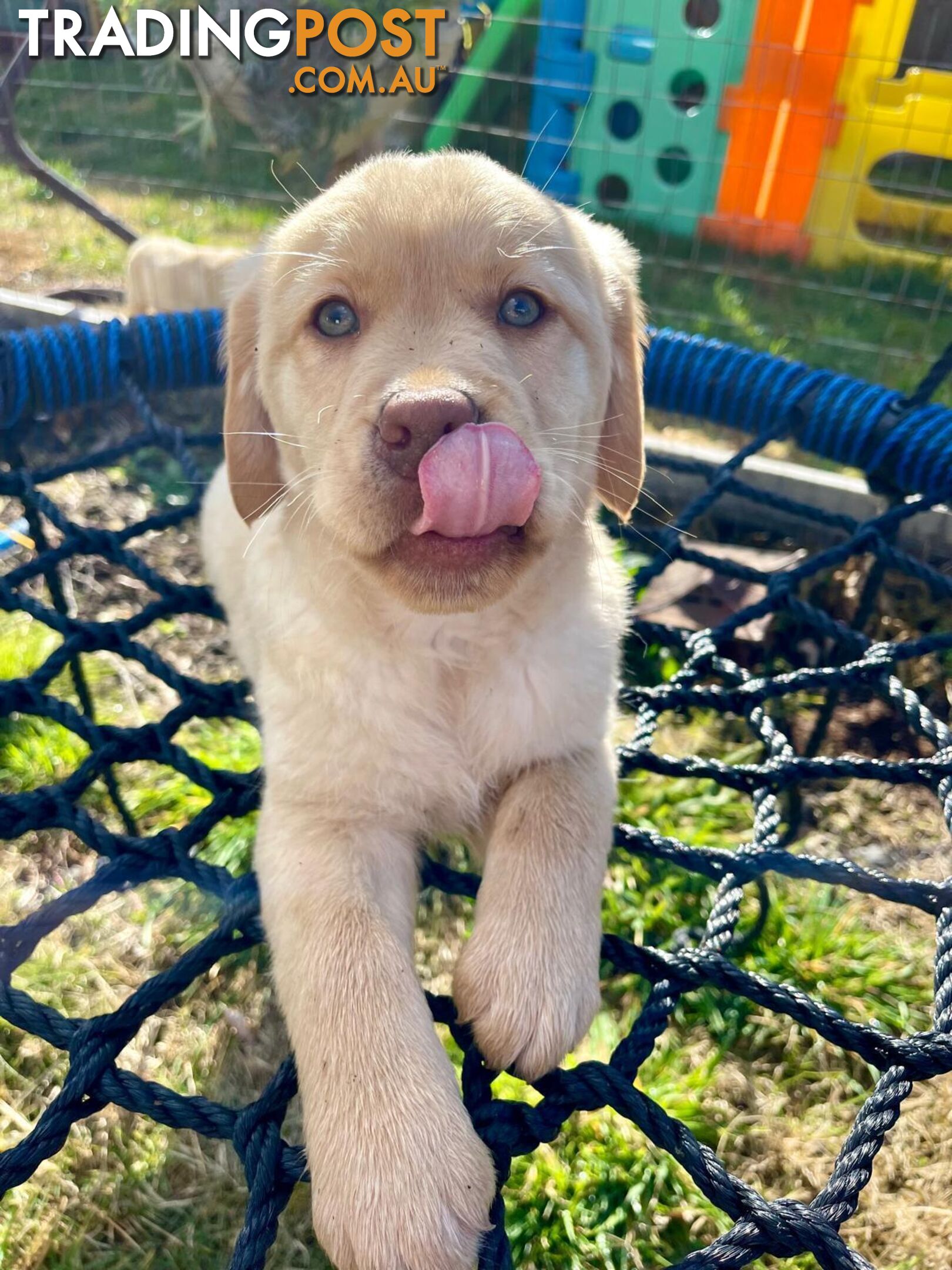 Golden retriever X Labrador