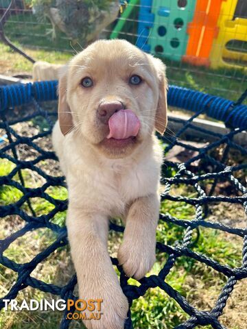 Golden retriever X Labrador