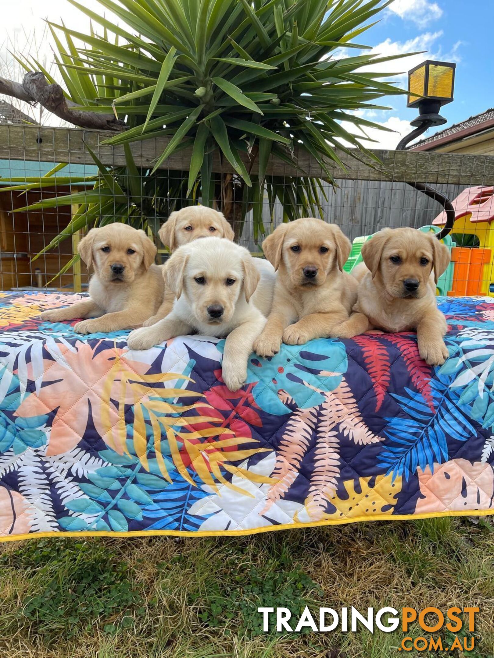 Golden retriever X Labrador