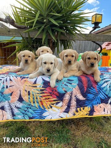 Golden retriever X Labrador