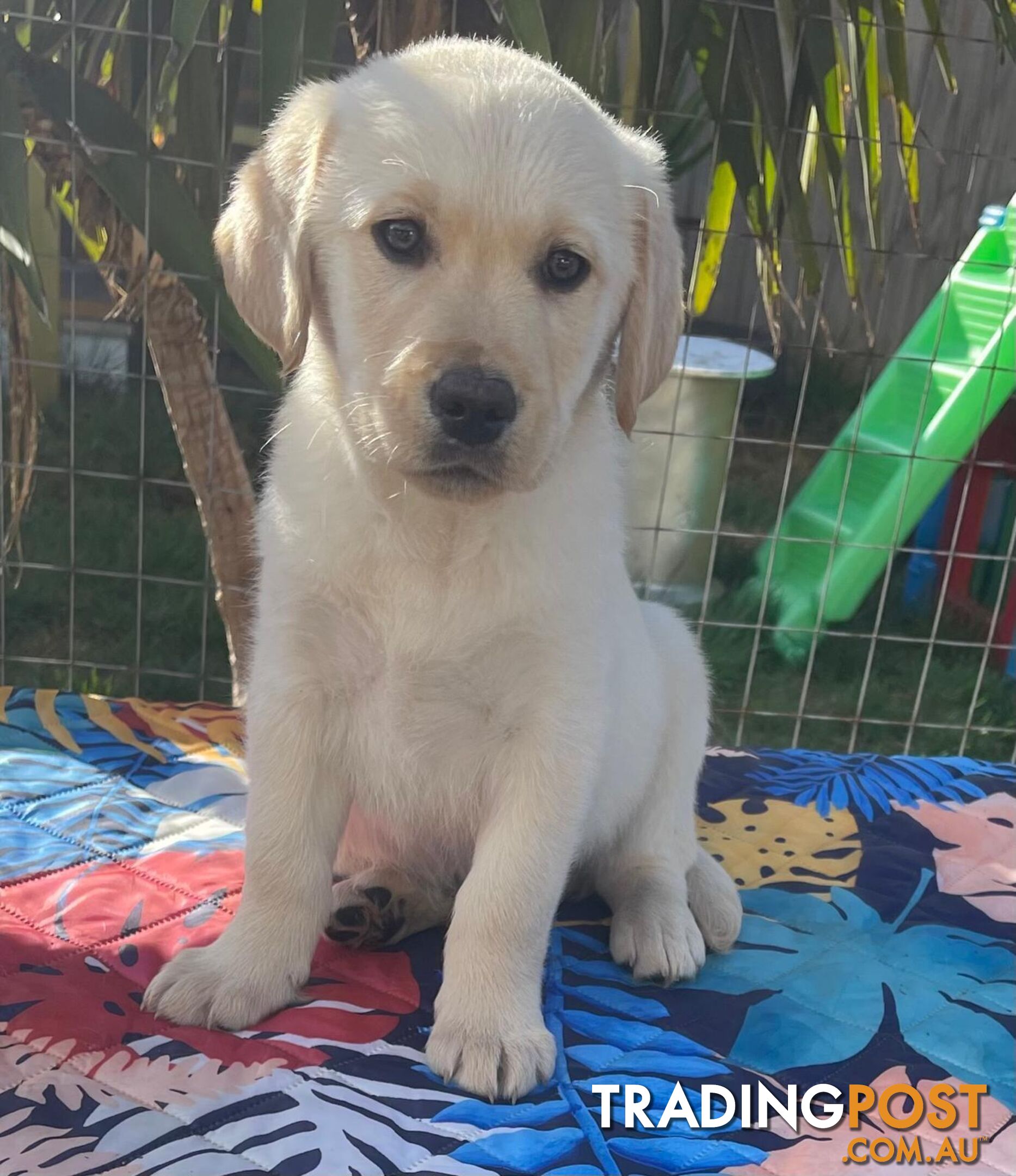 Golden retriever X Labrador