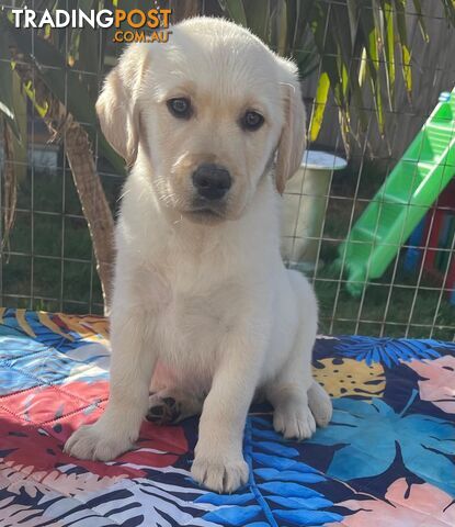 Golden retriever X Labrador