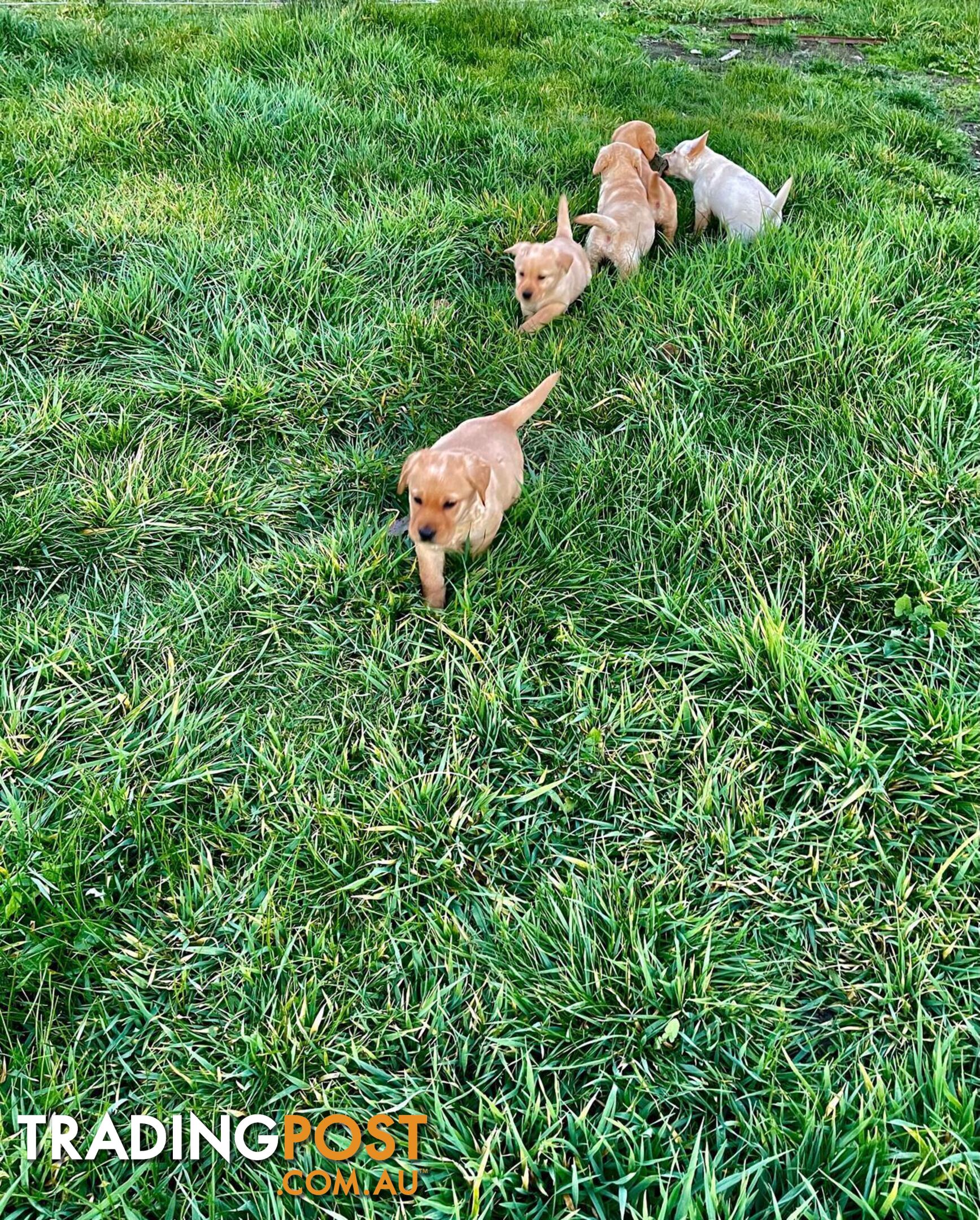 Golden retriever X Labrador