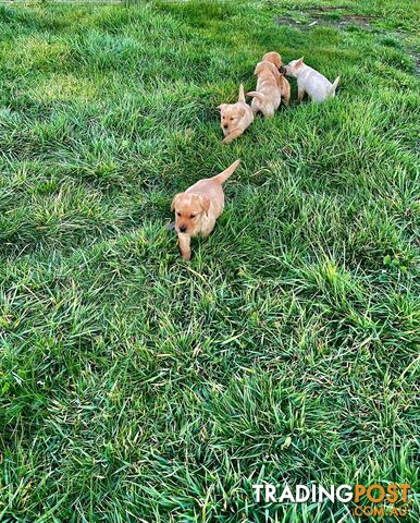 Golden retriever X Labrador