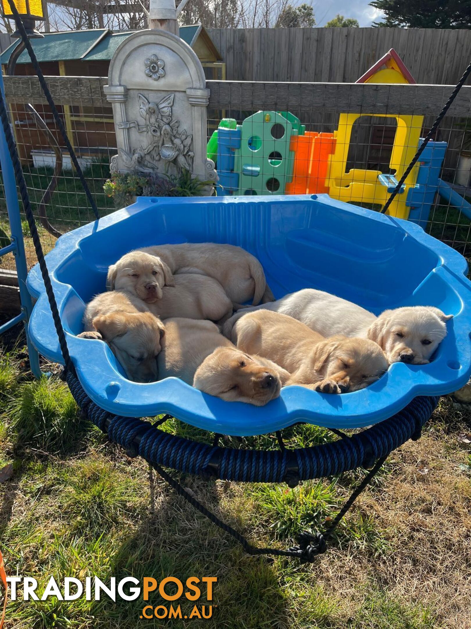 Golden retriever X Labrador