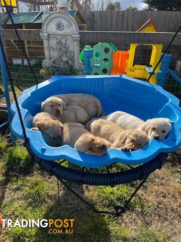 Golden retriever X Labrador