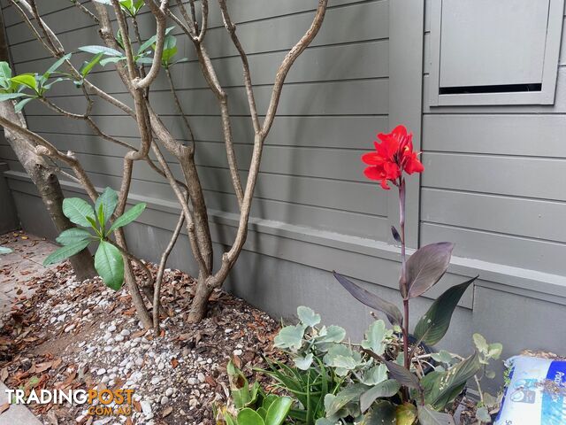 Ashfield NSW 2131 - photo 5 of 17