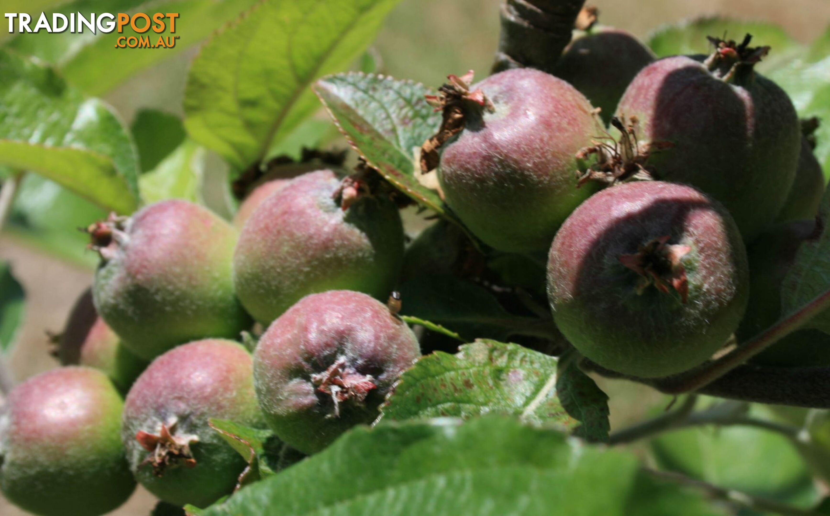 The Denmark Heritage Cider Company 218 Glenrowan Road Scotsdale WA 6333